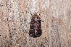 Proteuxoa hydraecioides