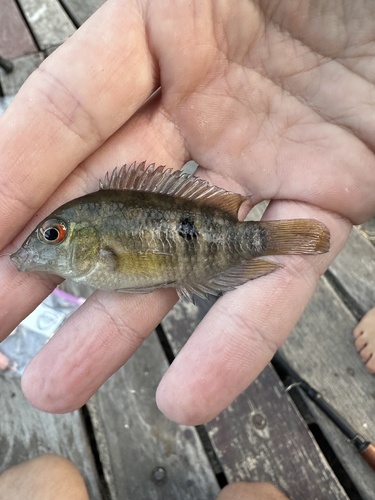 Pretty acara (Australoheros scitulus) — Cichlidae — 5