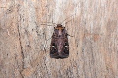 Proteuxoa hydraecioides