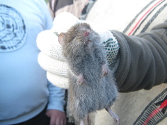 Abrothrix longipilis