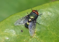 Luciliinae