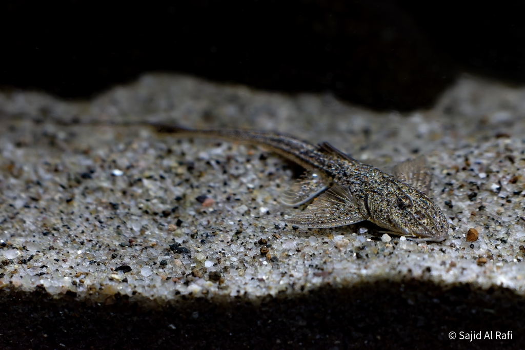 Zweepstaart-bergmeerval (Sisor rabdophorus) — Sisoridae