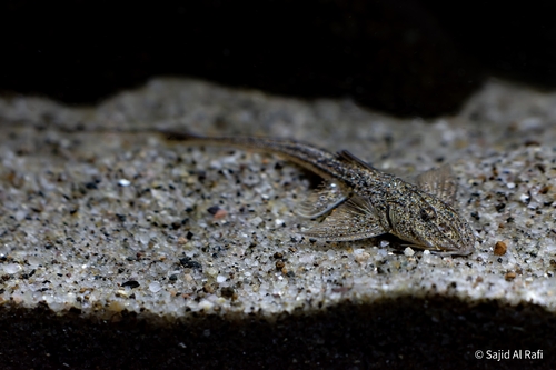 Sisor catfish (Sisor rabdophorus) — Sisoridae