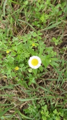 Erigeron quercifolius