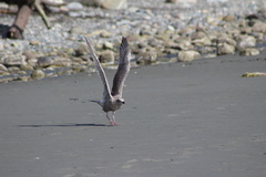 Larus