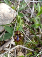 Ophrys speculum speculum