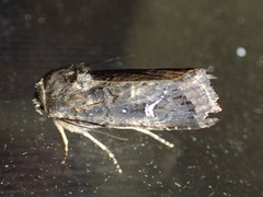 Proteuxoa hydraecioides