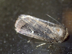 Proteuxoa hydraecioides