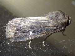 Proteuxoa hydraecioides