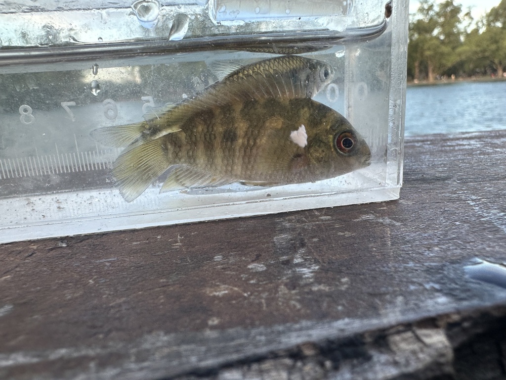 Pretty acara (Australoheros scitulus) — Cichlidae