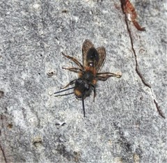 Andrena