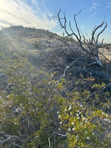 Creosote Bush