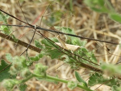Dichromorpha prominula
