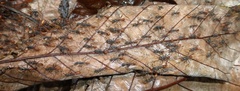 Eciton burchellii