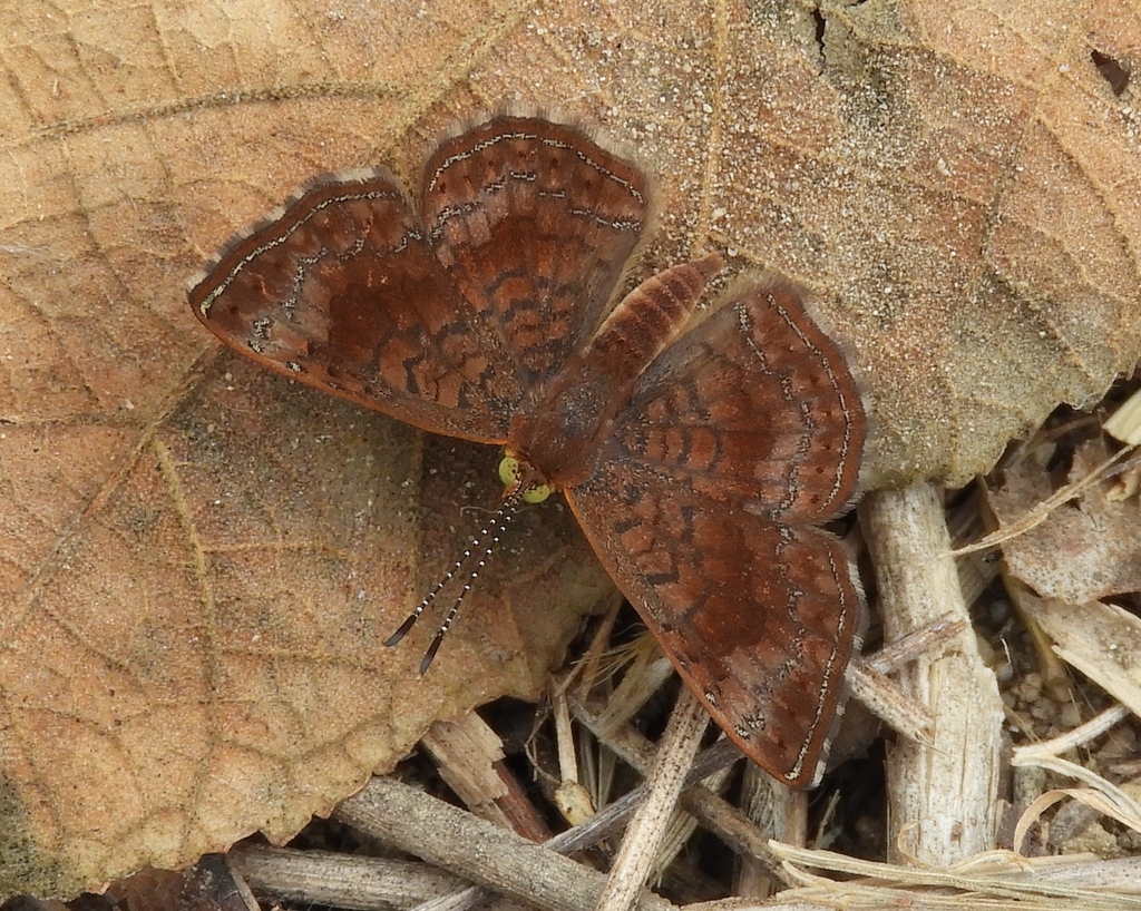 Sinaloan Calephelis