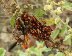 Oncopeltus guttaloides