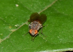 Lauxaniidae