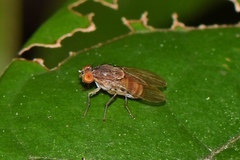 Lauxaniidae