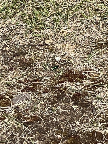 Laurentian Tiger Beetle photo 3