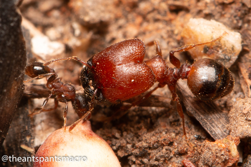 Pheidole bosPheidole bos