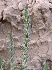 Ziziphora tenuior, photograph (c) Kudaibergen Amirekul, some rights reserved (CC BY-SA)