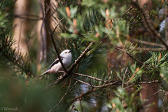 Aegithalos caudatus caudatus
