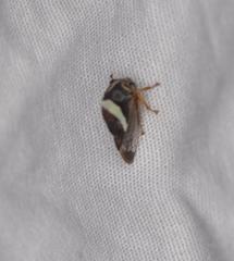 Smilia fasciata