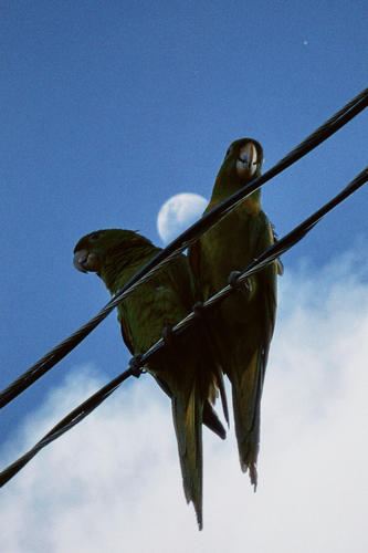 White-eyed Parakeet