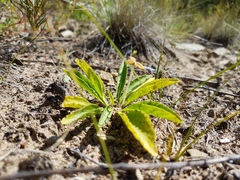 Viola gmeliniana