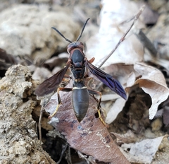 Polistes parametricus