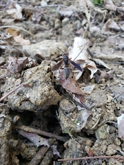 Polistes parametricus