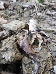 Polistes parametricus