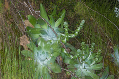 Dudleya pulverulenta