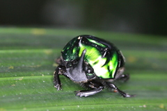 Oxysternon conspicillatum