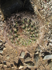 Eriosyce curvispina
