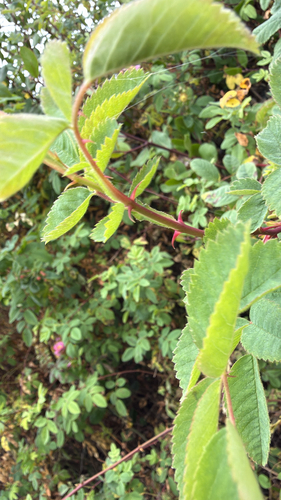 iNaturalist observation photo of roses