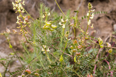 Astragalus deanei