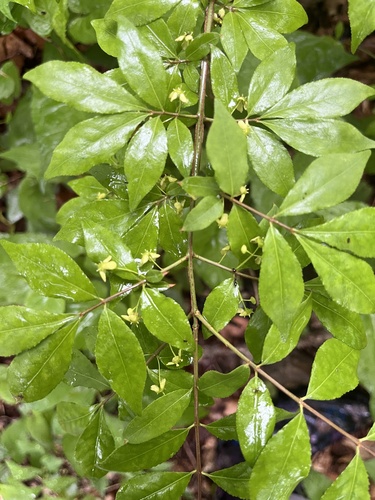 winged euonymus