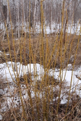 Salix triandra