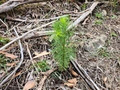 Euryops abrotanifolius