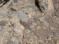 Liolaemus moradoensis