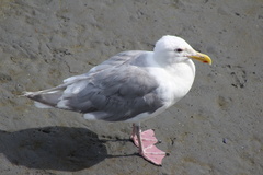 Larus glaucescens × occidentalis