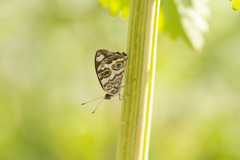 Lucinia sida