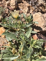 Mentzelia tridentata