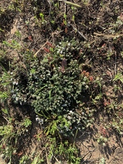 Eriogonum fastigiatum