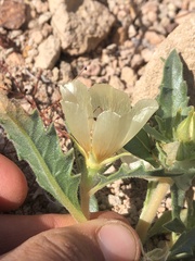 Mentzelia tridentata