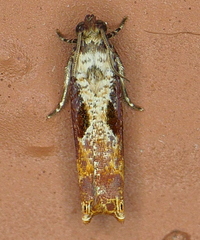 Episimus tyrius