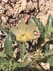 Mentzelia tridentata