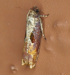 Episimus tyrius