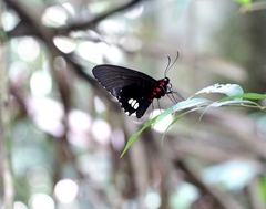 Parides sesostris